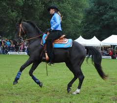 walking horse canter